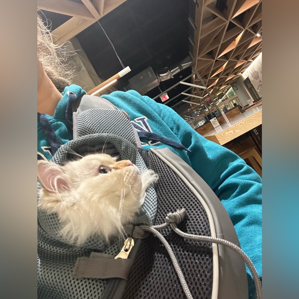 Pet Carrier Backpack with Mesh Design